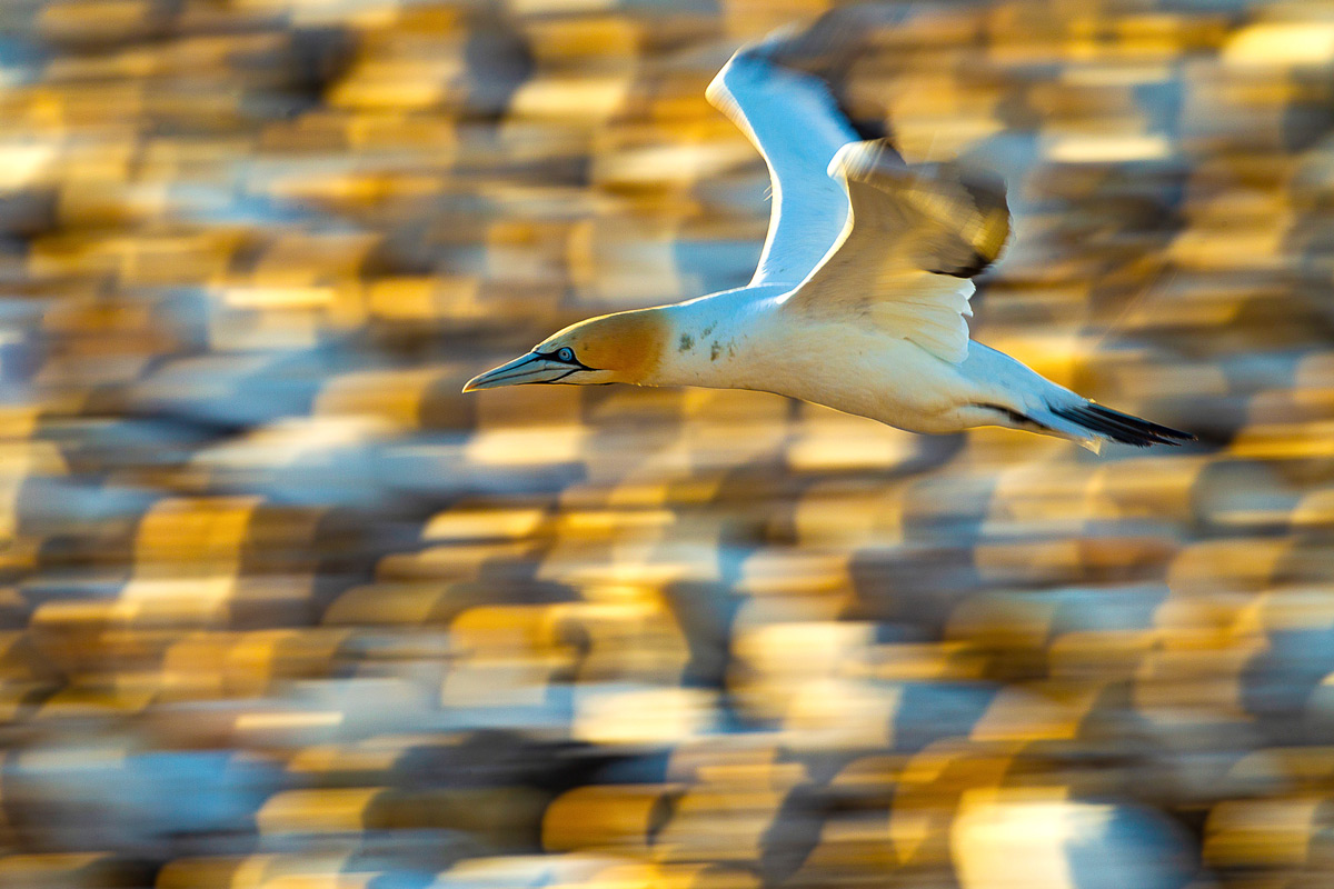 A Cape gannet flies by the colony in Lambert's Bay, South Africa © Simone Basini