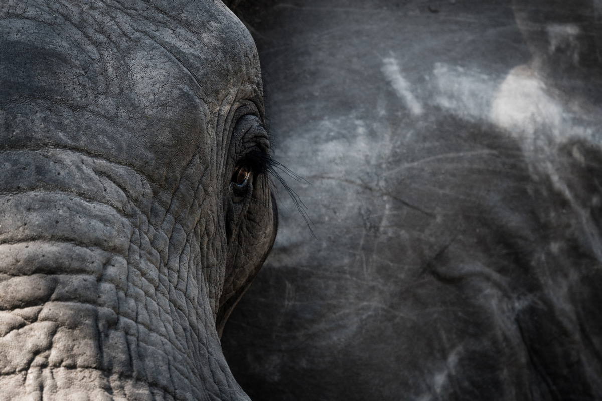 "A special moment when an elephant makes eye contact", Okavango Delta, Botswana © Stephanie-Emmy Klarmann