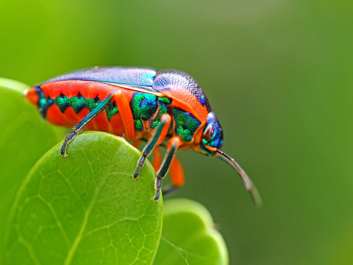 Brilliant colours of an African jewel bug revealed in macro detail, Watamu, Kenya © Steve Holroyd