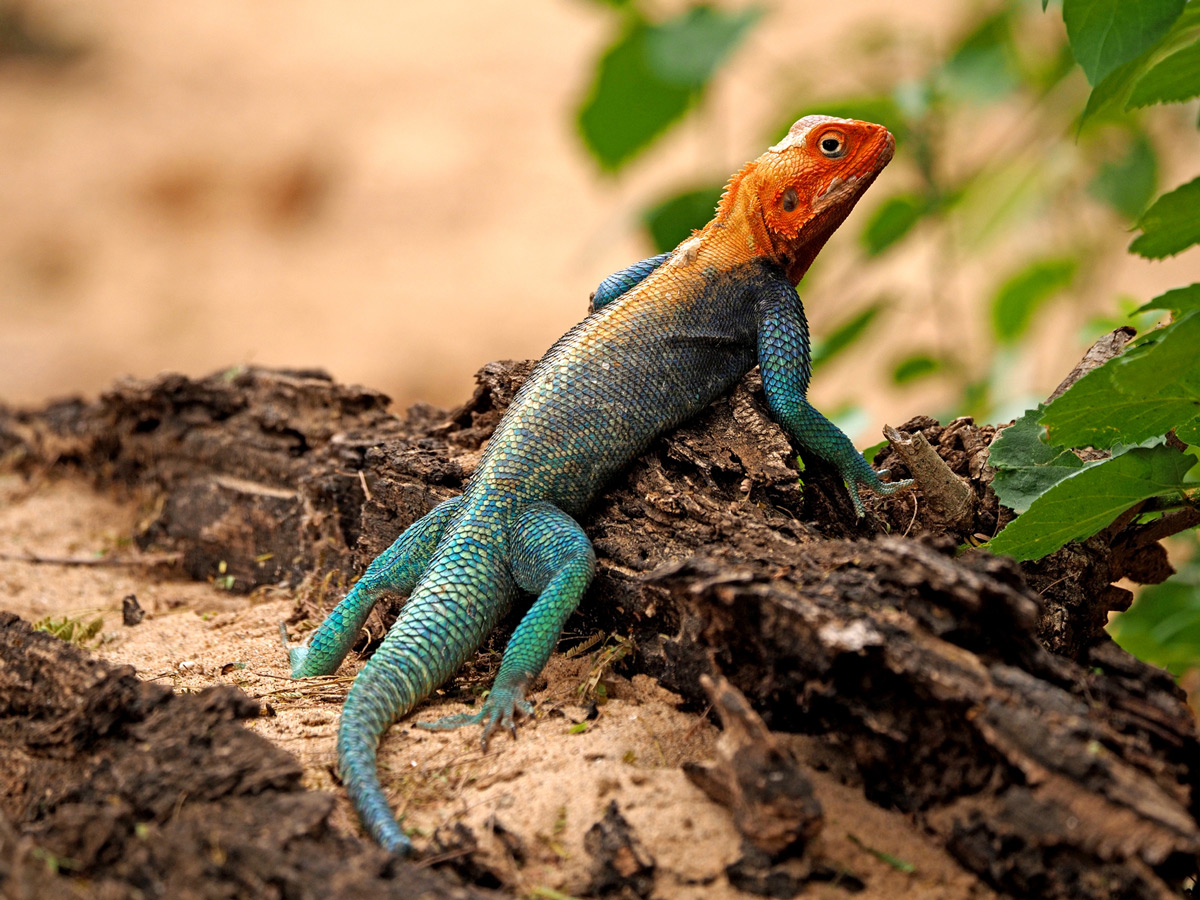 A brilliant male rock agama displays his amazing colours in Galana Conservancy, Kenya © Steve Holroyd
