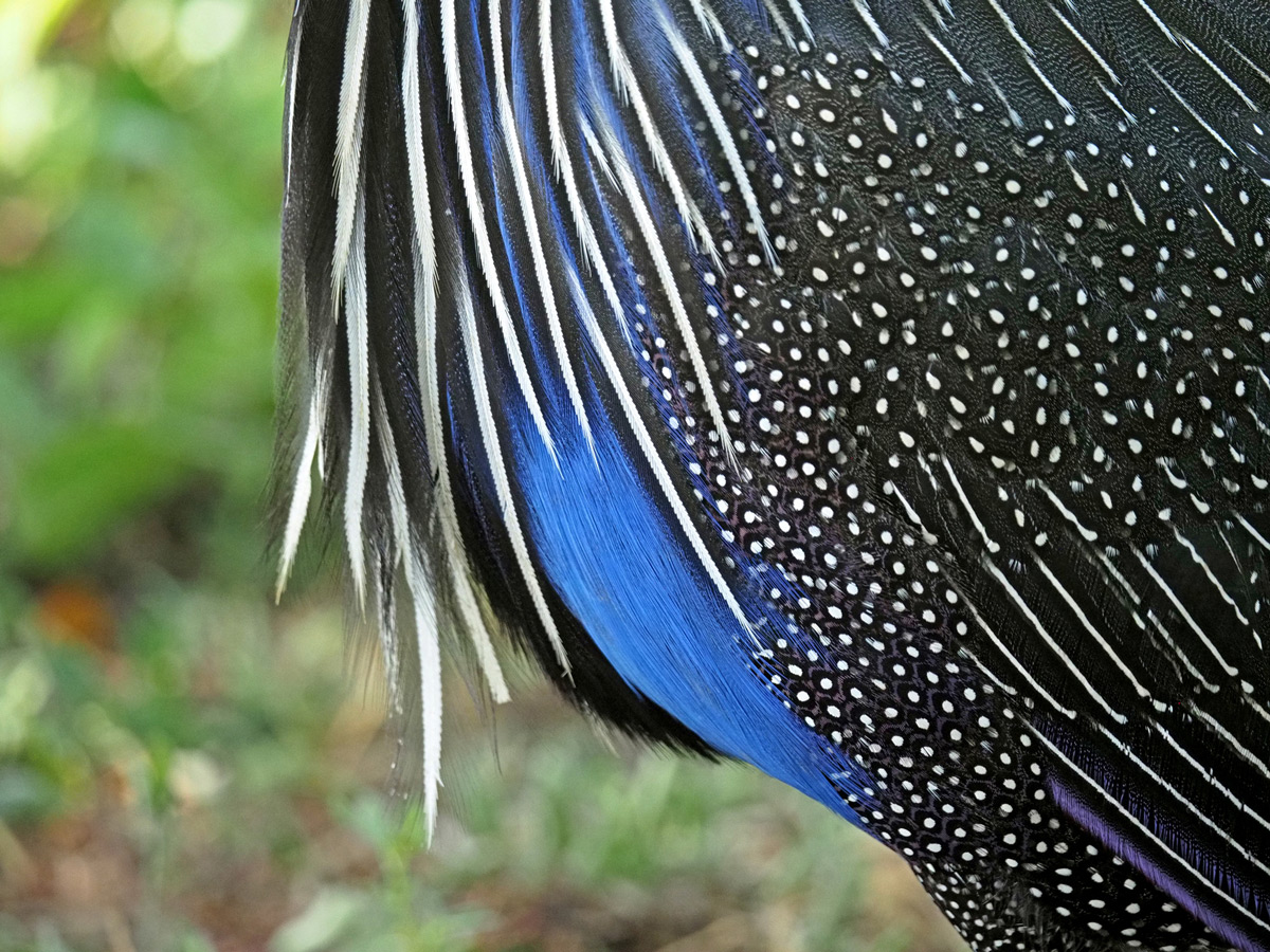 "Spots and stripes" – brilliant abstract patterns in blue, black and white of a vulturine guineafowl in Tsavo East National Park, Kenya © Steve Holroyd