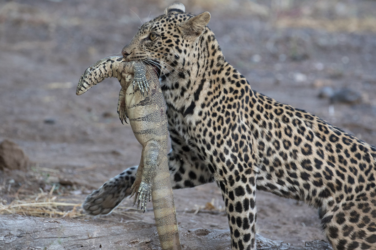 A young leopard carries a water monitor it killed in Mashatu Game Reserve, Botswana © Sue Goodman