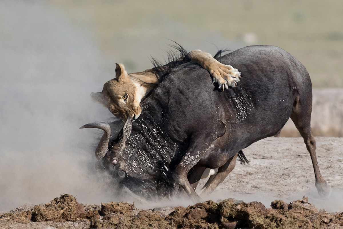 "A lioness takes down a wildebeest at a waterhole, a welcome meal for her three waiting cubs" – Nxai Pan, Botswana © Sue Morris