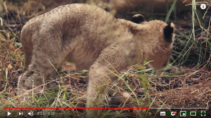 The female cub was extremely gaunt and malnourished Â© PaintedDog.TV (Screenshot from video)