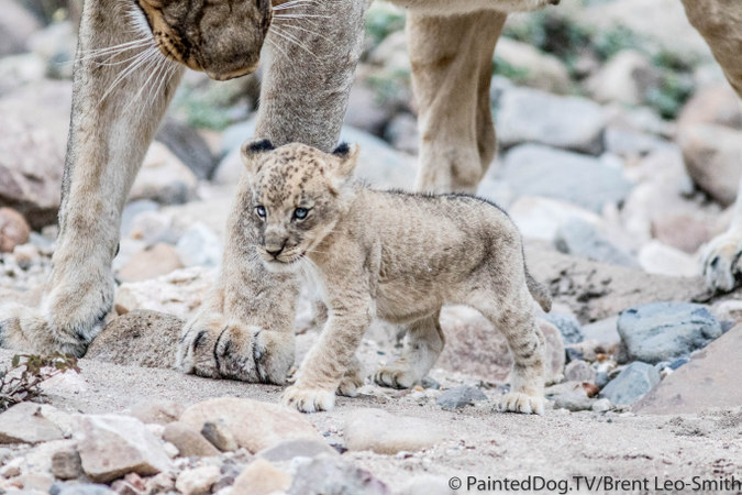 The gaunt female cub shortly after being reunited with her mother Â© PaintedDog.TV