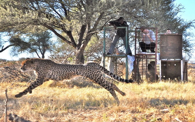 how dogs are helping cheetahs