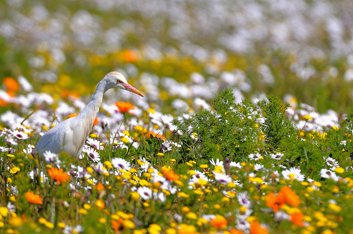 A cattle egret searches for prey amongst the flowering meadow in Namaqualand, South Africa © Vittorio Ricci