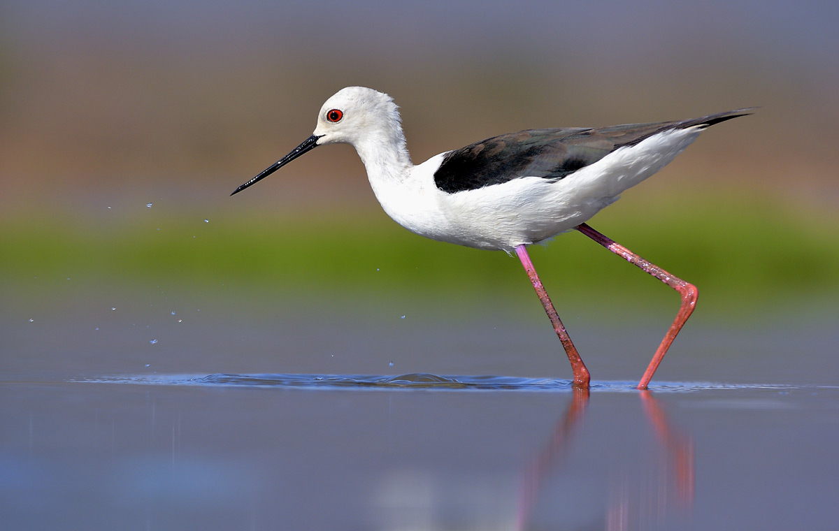 Black-winged stilt looks for food in Zimanga Private Game Reserve, South Africa © Vittorio Ricci 