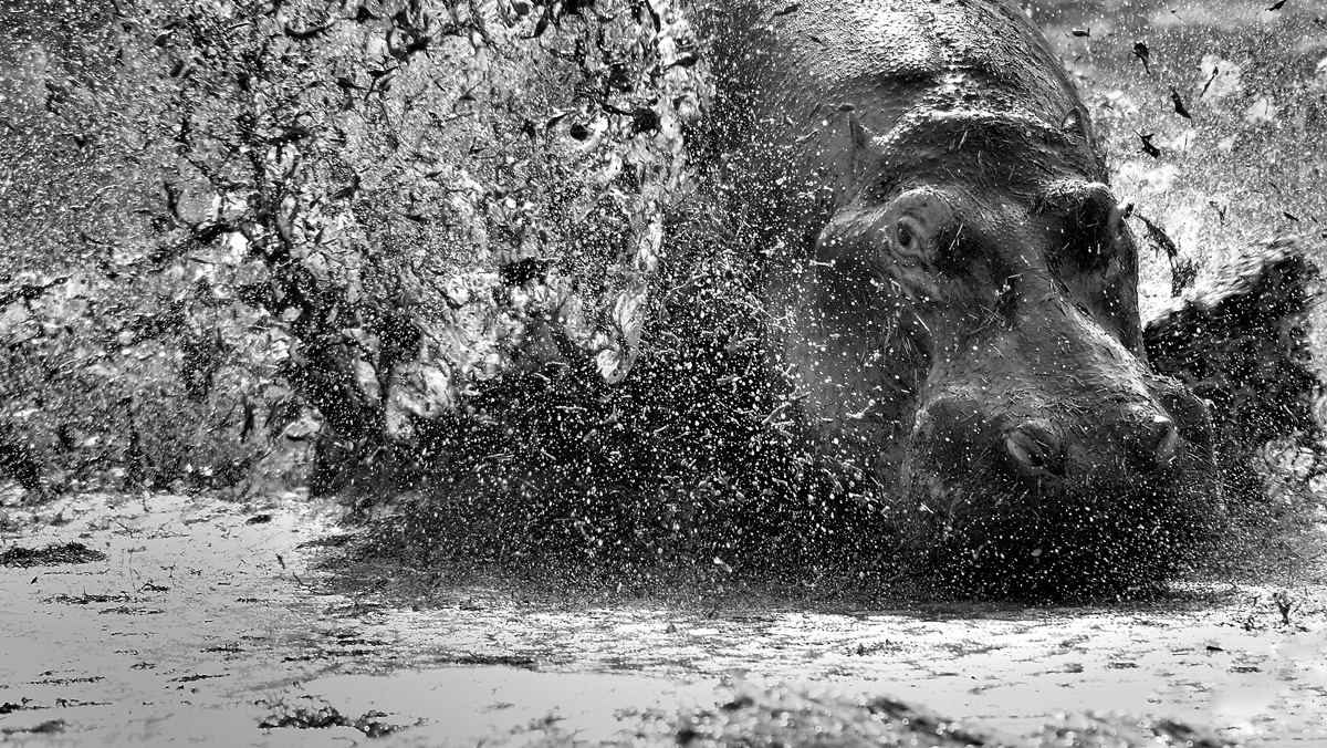 A hippo escapes a territorial dispute in Serengeti National Park, Tanzania © Vittorio Ricci