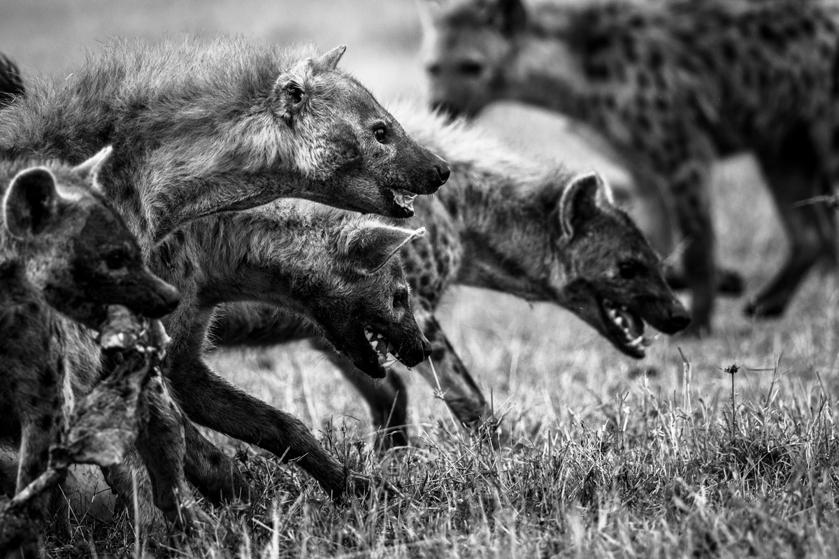 A clan of spotted hyenas descend on a carcass in Maasai Mara National Reserve, Kenya © Véronique Quillard