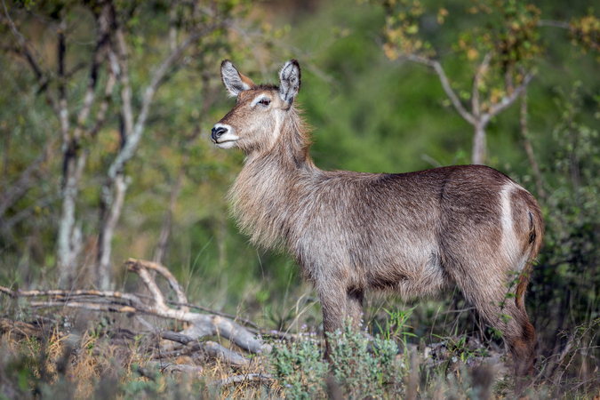 A waterbuck