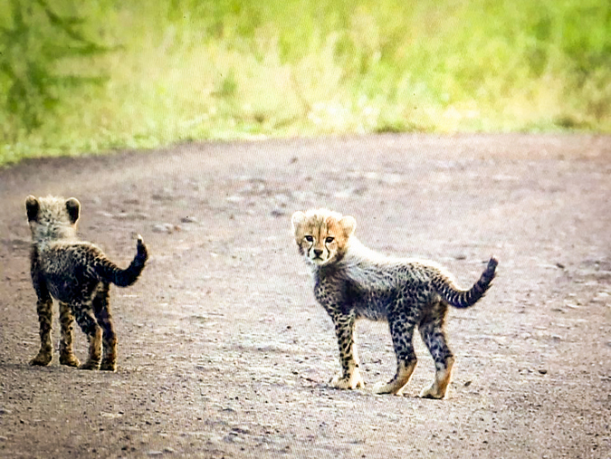 Two cheetah cubs