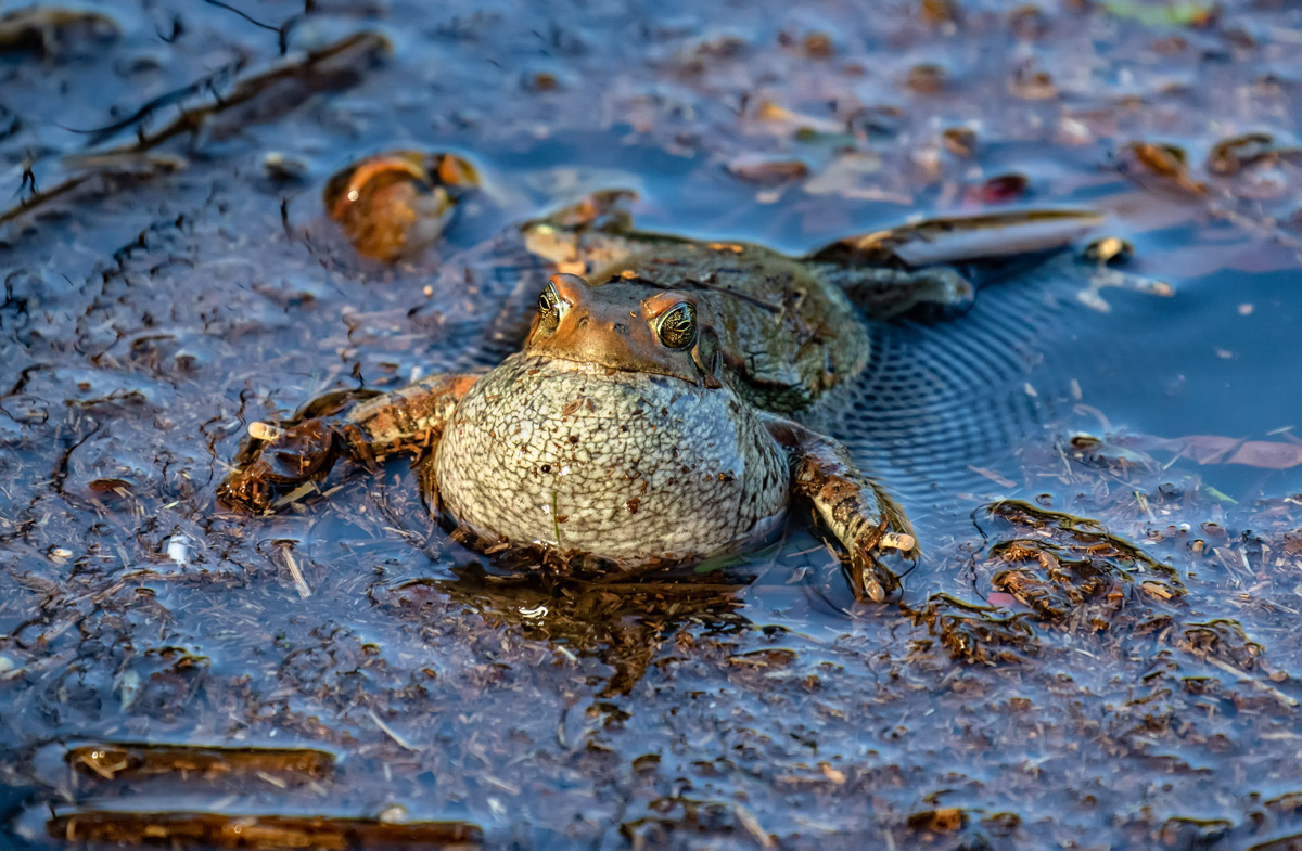 A red toad sings his mating call in the waters of the Walter Sisulu Botanical Gardens, South Africa © Wilmari Porter