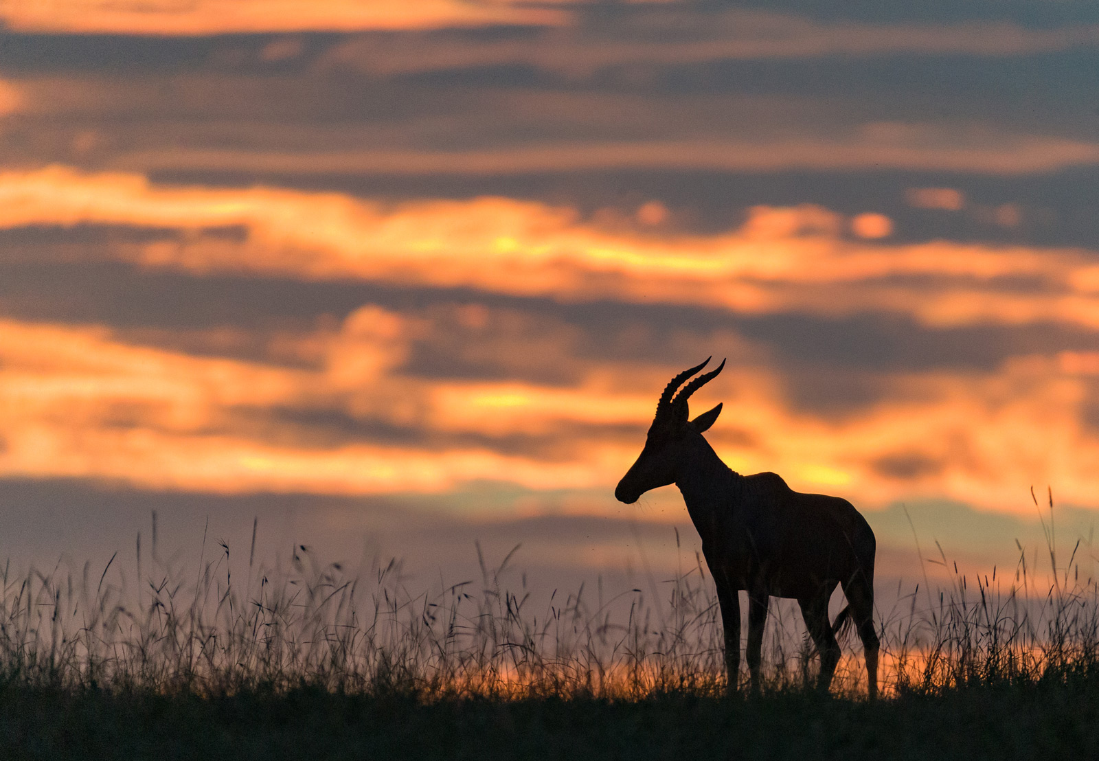 A topi at sunset © Ruzdi Ekenheim