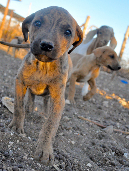 Please help. Botswana cheetahs need livestock guard dogs