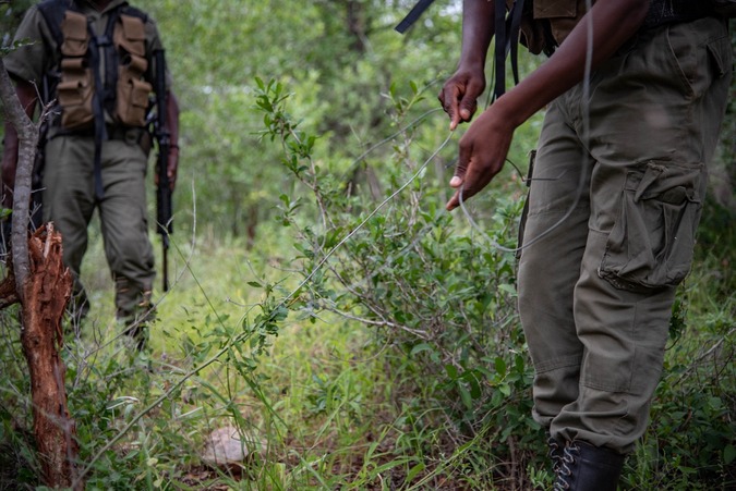 Ranger removing snares