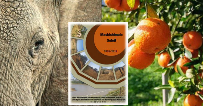 Elephant and citrus farm collage