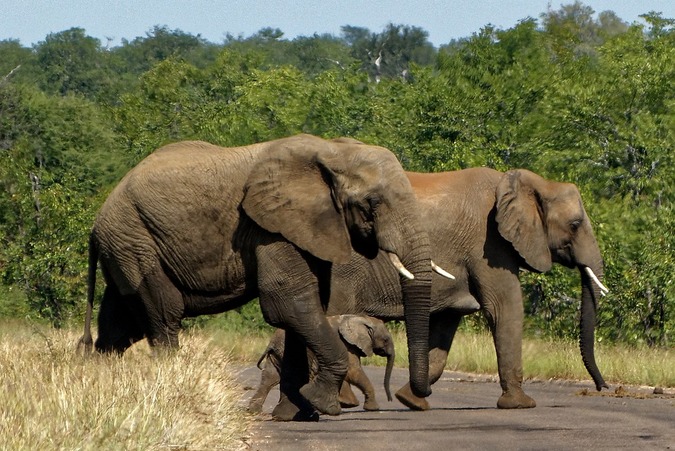 Elephant family crossing road in Kruger National Park
