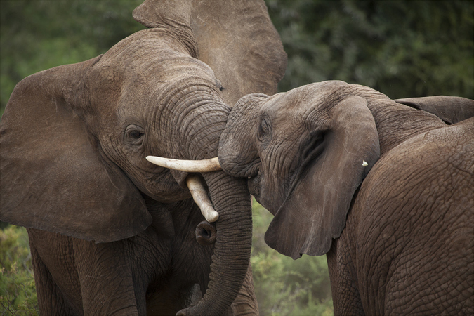 Two elephants tussling