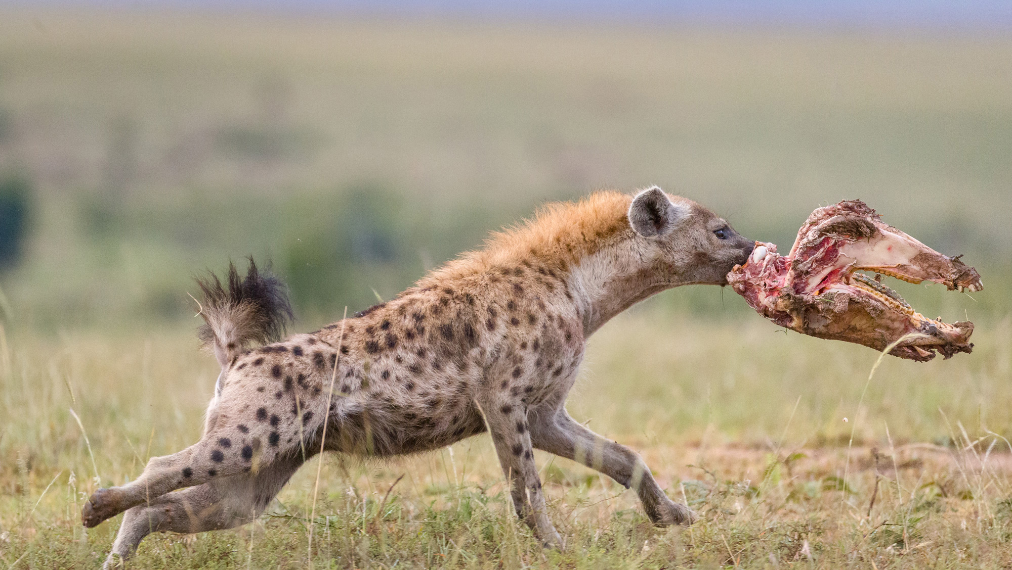 A spotted hyena makes off with the skull of a zebra after a lion pride had had their fill © Ruzdi Ekenheim Maasai Mara