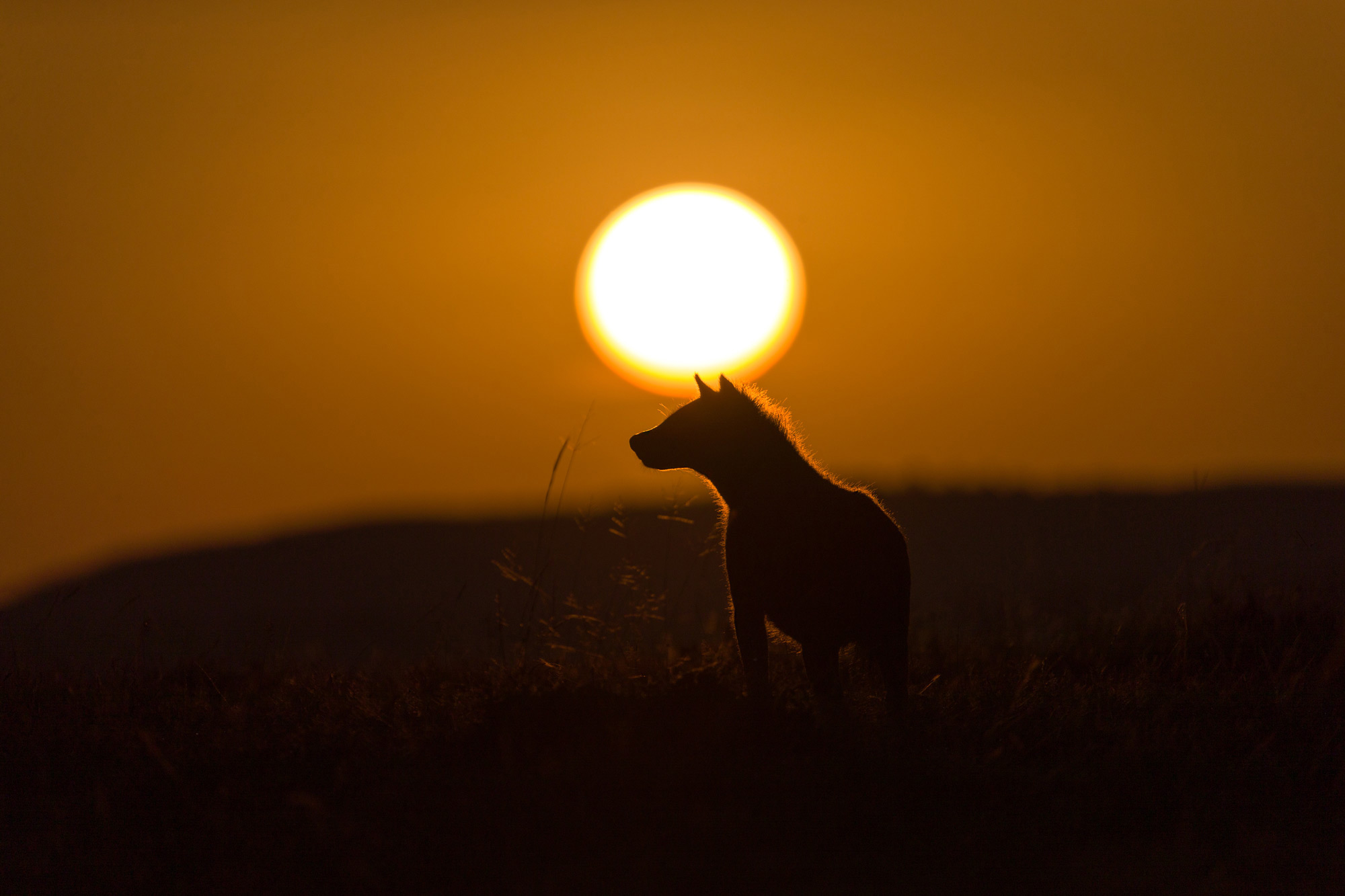 A spotted hyena at sunrise © Ruzdi Ekenheim