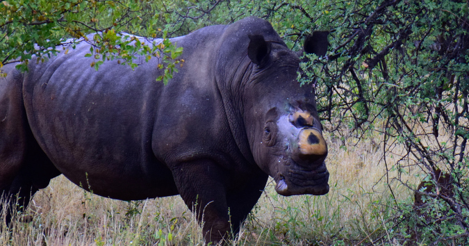 A dehorned white rhino