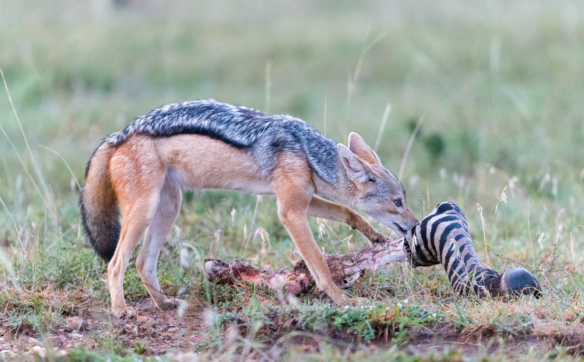 A black-backed jackal with the leg of a zebra © Ruzdi Ekenheim