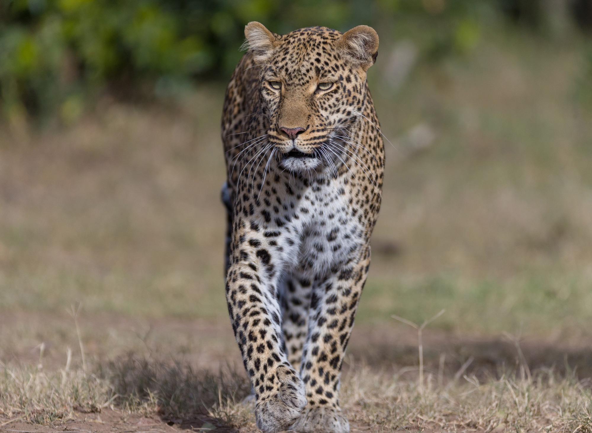 A male leopard strolls by in Maasai Mara © Ruzdi Ekenheim