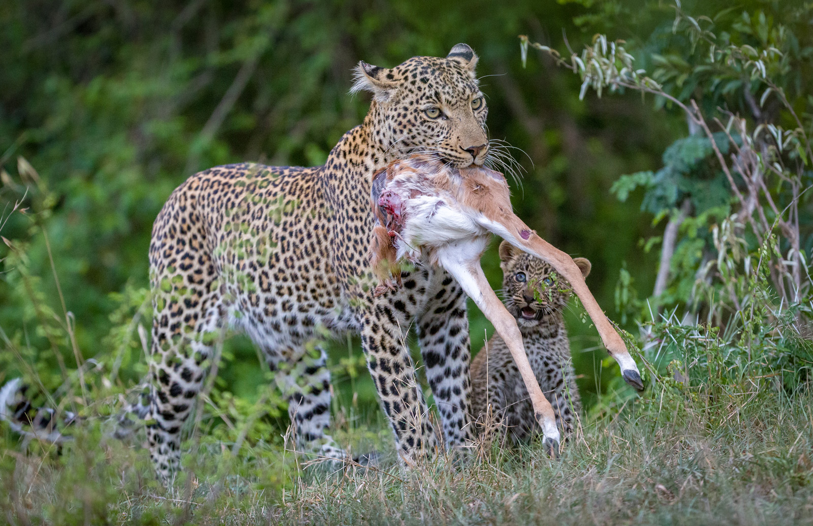 Fig, the leopardess, carries the remains of a kill as her cub enthusiastically follows close by © Ruzdi Ekenheim