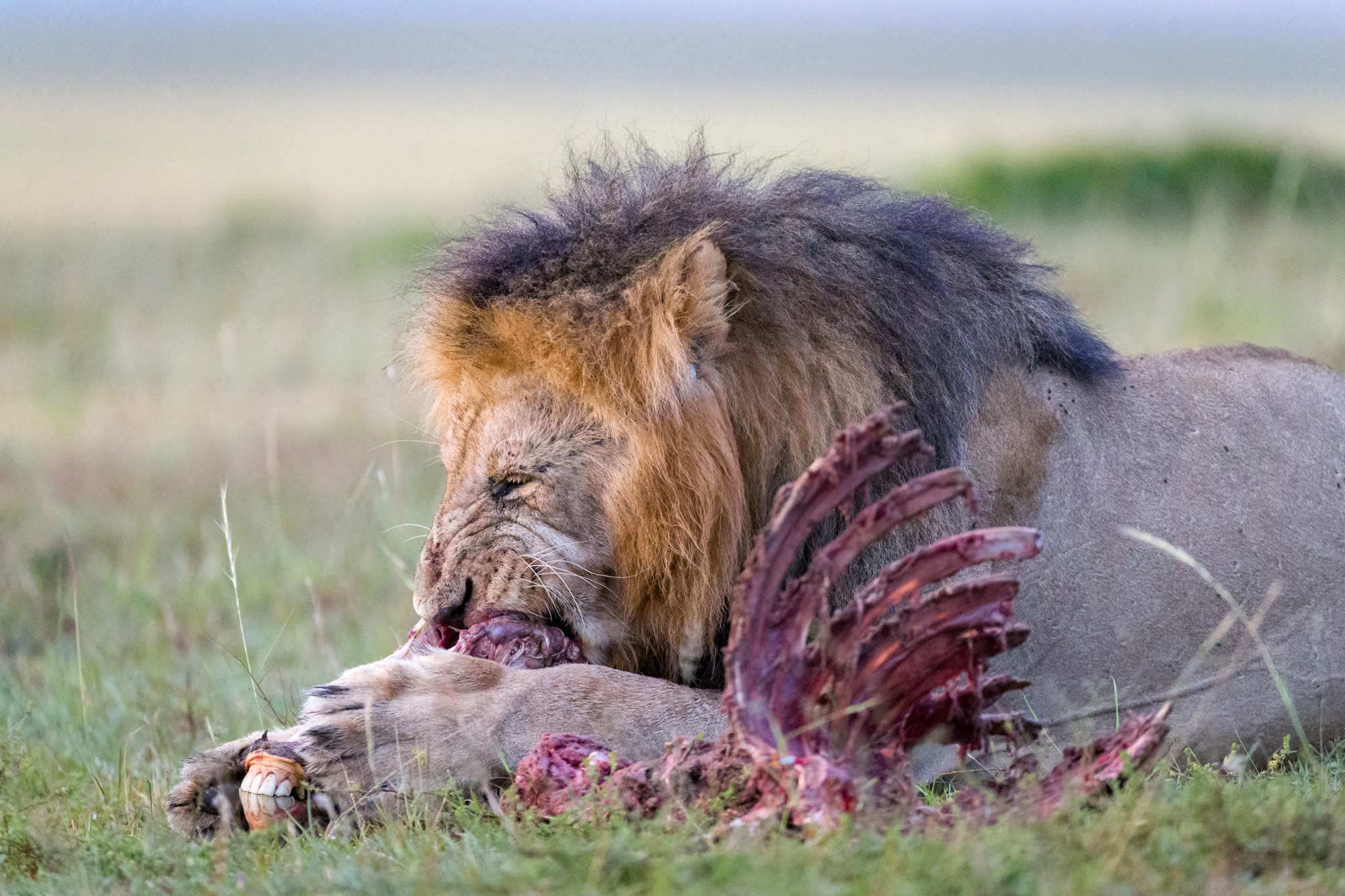 A lion feasts on the remains of a zebra © Ruzdi Ekenheim