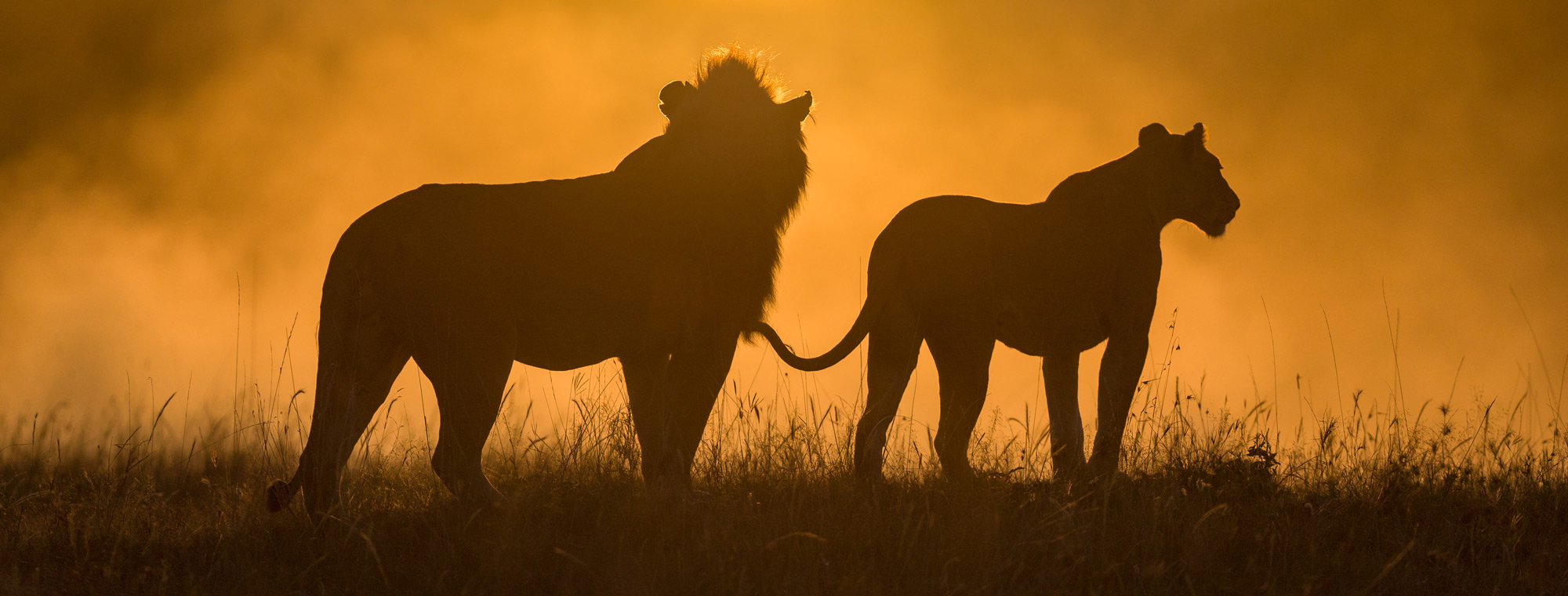 Lions in the mist at sunrise © Ruzdi Ekenheim Maasai Mara