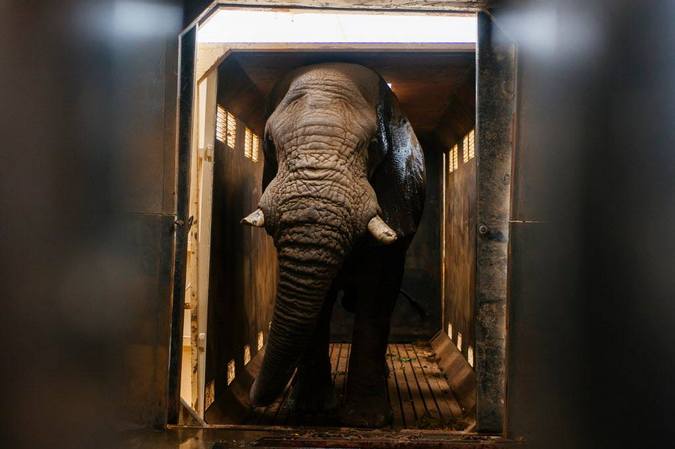 Riff Raff the elephant bull in a recovery crate during relocation