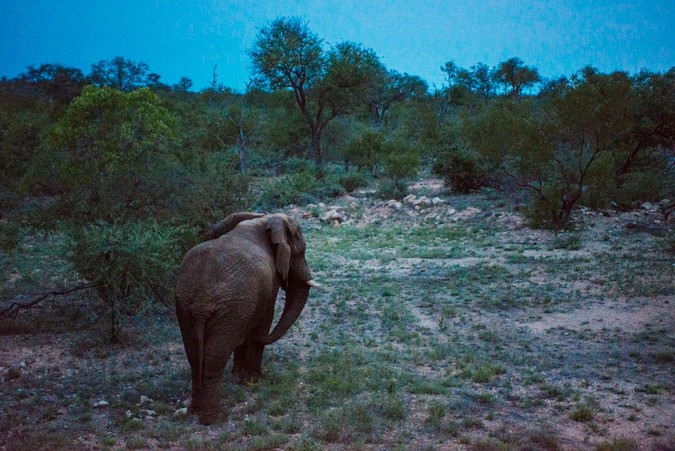 Riff Raff after being released into a new reserve after relocation in 2018 