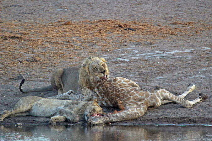 Lions on a giraffe carcass in Etosha National Park, Namibia © Janine Avery