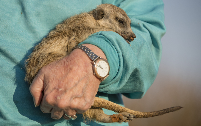 Meerkat in someone's arms