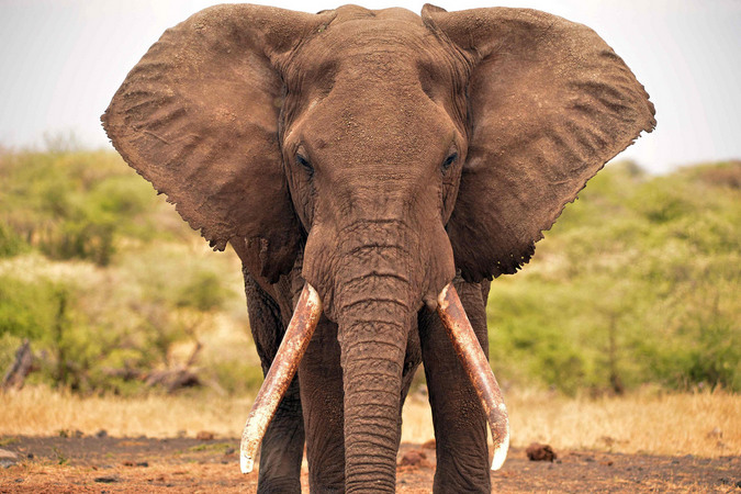 A large-tusked elephant called Spirit in Greater Amboseli Ecosystem, Kenya © Abby Tochterman