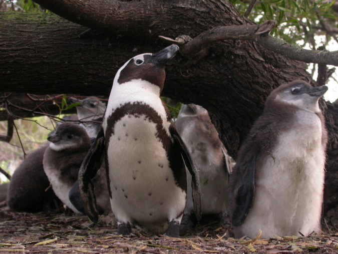 Adult African penguin guarding chicks at the Robben Island colony in South Africa