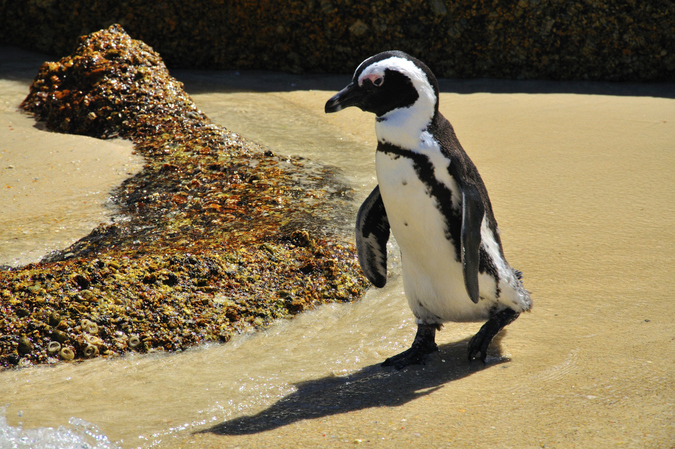 Adult African penguin on the beach returning from a foraging trip