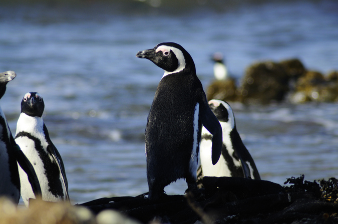 Adult African penguin on the beach returning from a foraging trip