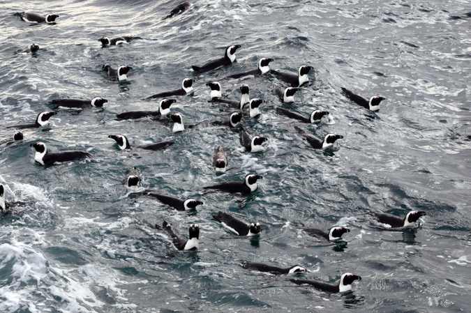 African penguins at sea