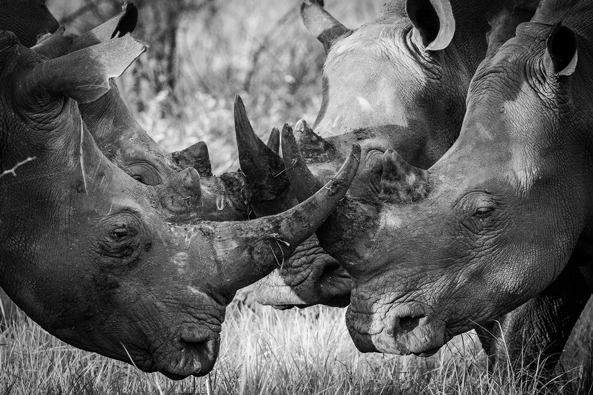 Four white rhinos meet for a morning catch up in a reserve in South Africa © Amanda Tatham