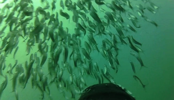 An adult African penguin approaching school of pelagic fish