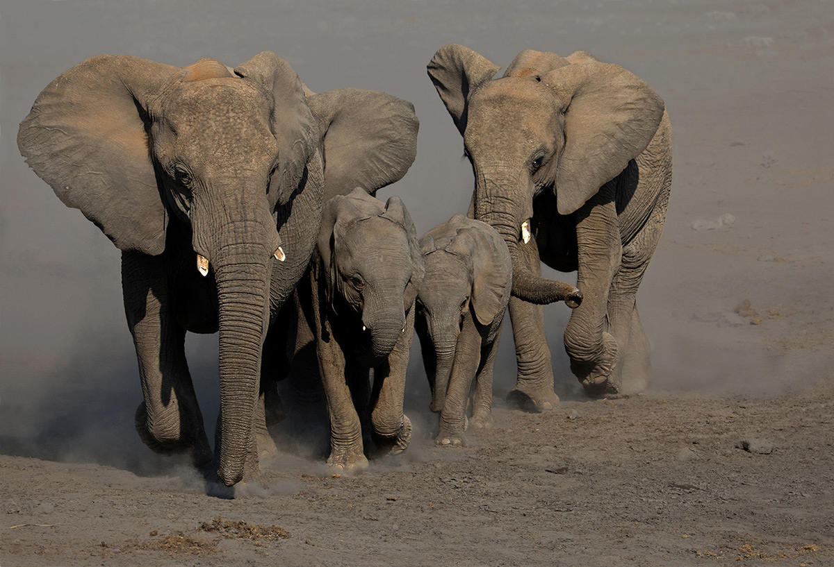 Elephants pick up the pace as they approach a waterhole in Etosha National Park, Namibia © André Ligthelm