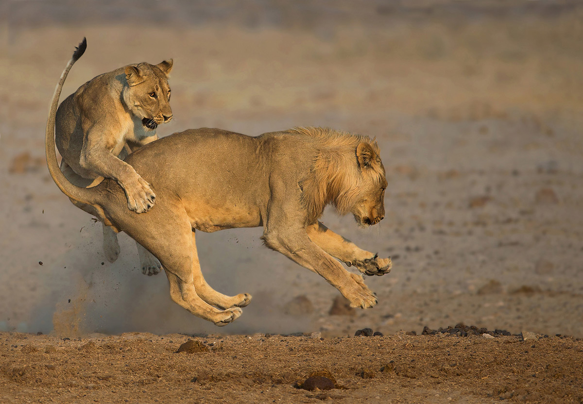 Lions play after an early morning drink at a waterhole in Etosha National Park, Namibia © André Ligthelm