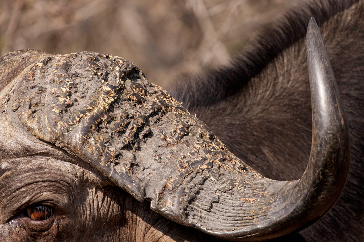 "Wear and tear of a buffalo boss" – Balule Private Nature Reserve, South Africa © Angele Rouillard-Sanders