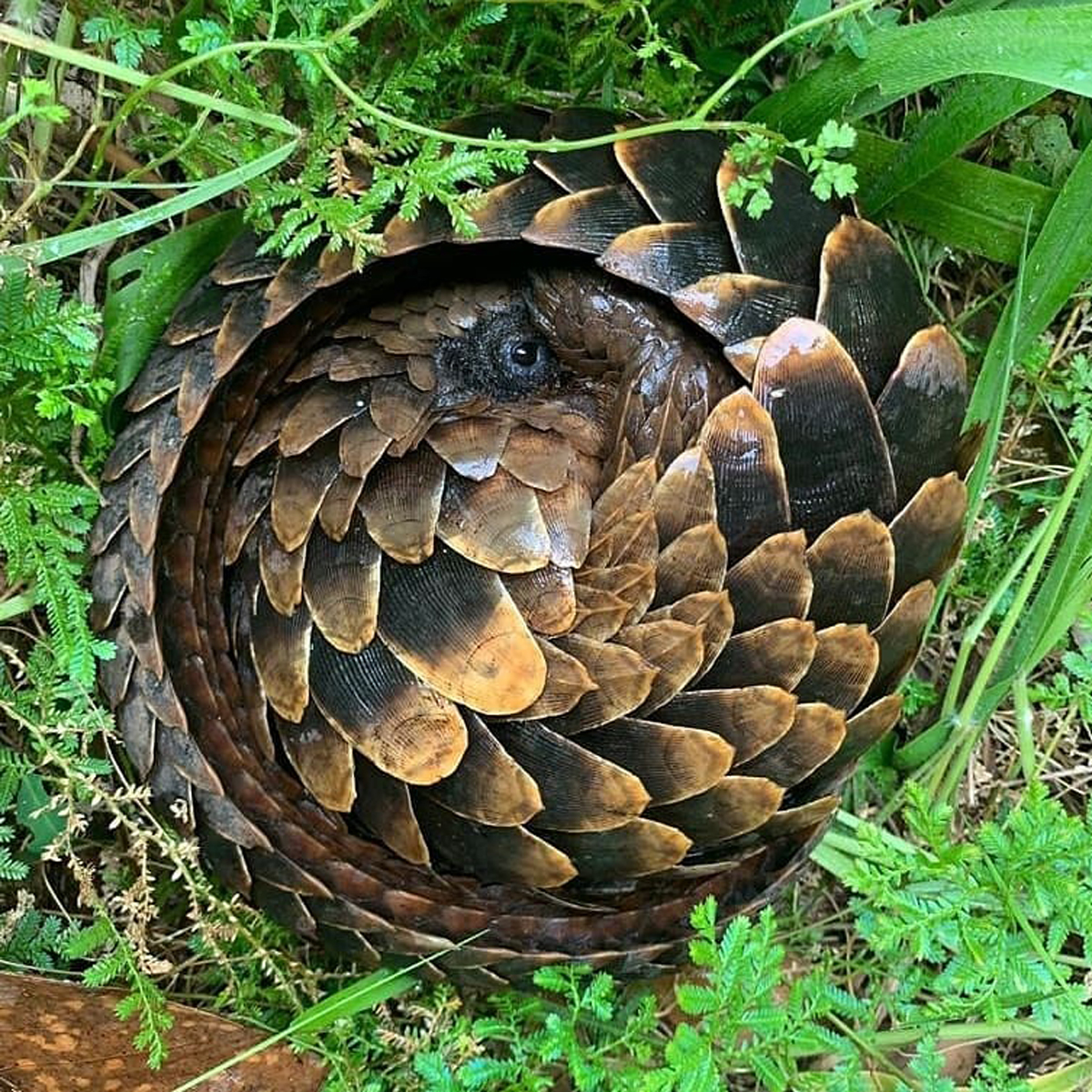 Curled up black-bellied pangolin © Angelia Young