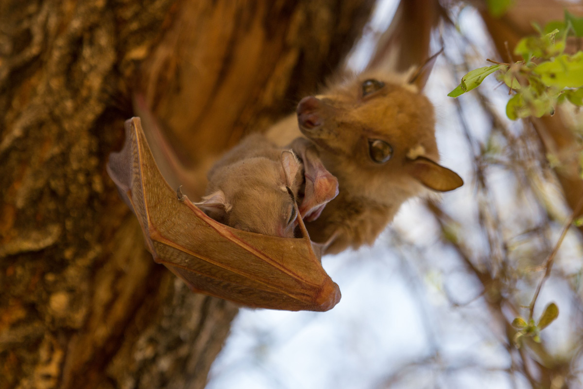 On a hot day an epauletted fruit bat mother lets her young catch a breeze in her open wing to help cool it down, Balule Private Nature Reserve, South Africa © Anna-Carina Nagel