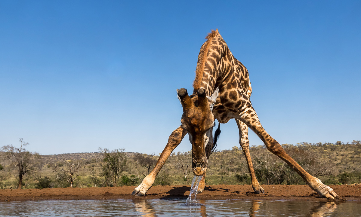 A giraffe takes a drink at a waterhole in Zimanga Private Game Reserve, South Africa © Annemarie du Plessis