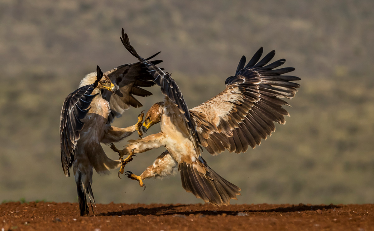 Tawny eagles clash in Zimanga Private Game Reserve, South Africa © Annemarie du Plessis