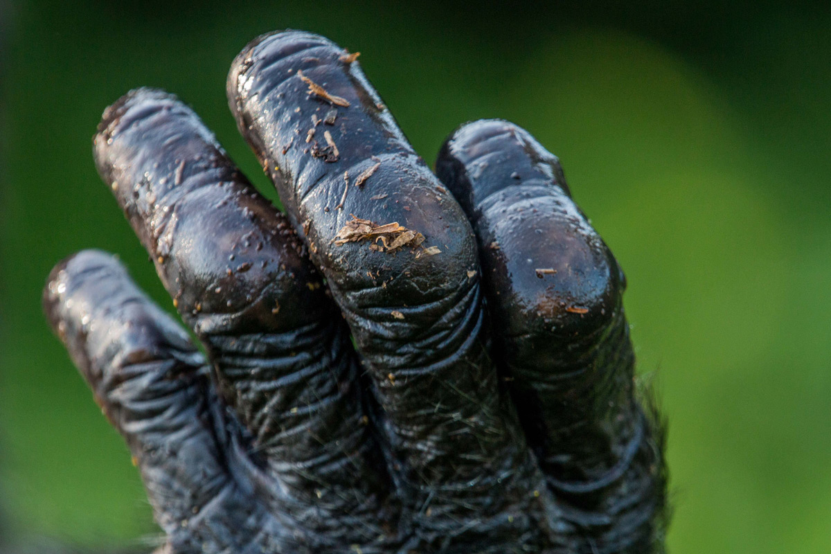 A close up of a chimpanzee's hand after a rain shower in Ngamba Island Chimpanzee Sanctuary, Uganda © Anthony Ochieng